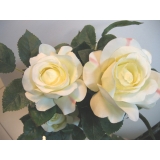y013500艾鈴卡玫瑰─白(7002A0856)