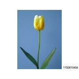 y11743 花藝設計-精緻人造花-刷色鬱金香 紫/枝 (共7色)