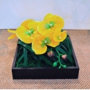 斑草蘭造型花藝設計 (y14556花藝設計- 玄關桌.電視櫃盆花) 