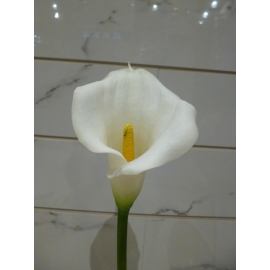 白色中號馬蹢蓮-海芋(y14665  花藝設計 花材材料 精緻人造花 枝花 海芋.火鶴)