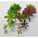 y15891 花藝設計-精緻人造花-多肉植物-魔鬼吊藤  共2款顏色 綠.紅