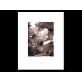 y00815 複製畫 Matera-Camellia M1593