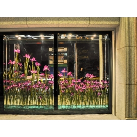 y11333 花藝設計系列-中壢法國之星鳶尾花(愛麗斯)櫥窗佈置案例