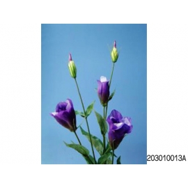 y11780 花藝設計-精緻人造花-紗桔梗 深紫 (共6色)